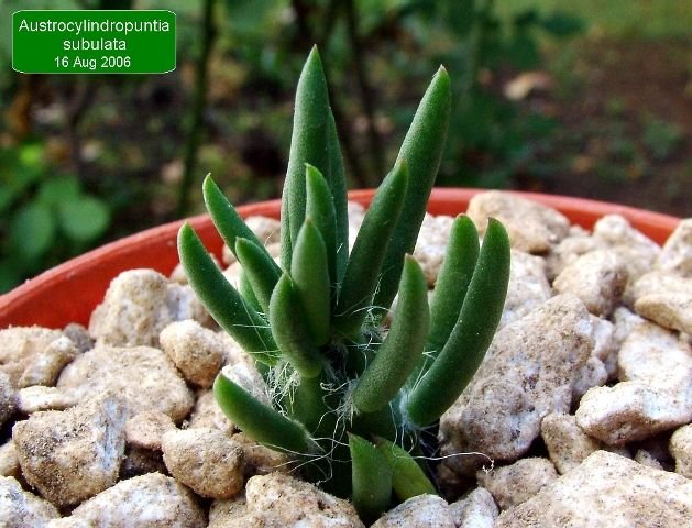 Austrocylindropuntia _subulata _01